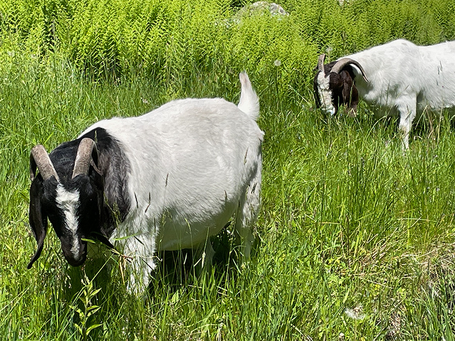 two_goats_rocks.jpg